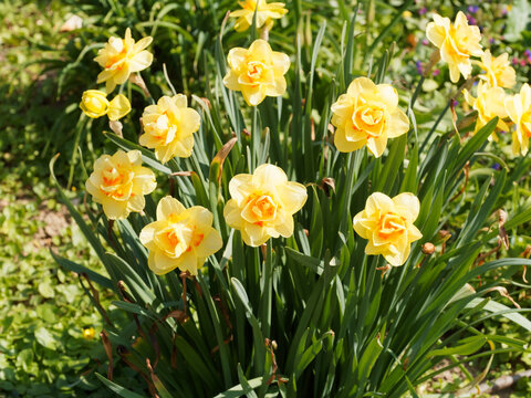 (Narcissus) Narcisse ou jonquille &agrave; fleurs doubles &agrave; floraison d&eacute;corative bicolore, jaune or au coeur orange fonc&eacute; ou vermillon sur de hautes tiges lin&eacute;aires vert moyen