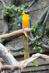 Pair of big parrot Macaw sitting on the branch. Ara, wildlife and rainforest exotic tropical birds.