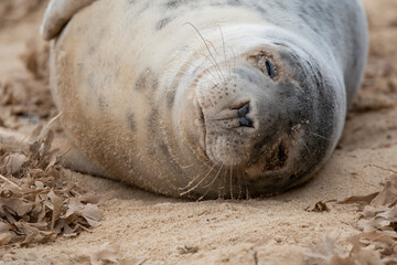 Adorable grey seal pup on the beach at Horsey Gap, Norfolk, during spring/winter 2021
