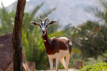 Deer in the zoo