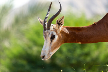 Deer in the zoo