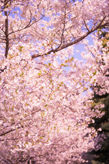 Obraz premium 朝日に照らされ輝く満開の桜