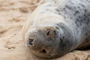 Adorable grey seal pup on the beach at Horsey Gap, Norfolk, during spring/winter 2021