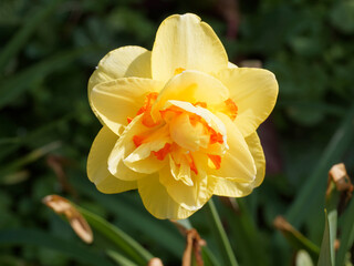 Gros plan sur narcisse ou narcissus hybridus à fleur double bicolore , pétales jaune or et coeur...