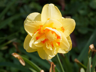 Obraz premium Gros plan sur narcisse ou narcissus hybridus à fleur double bicolore , pétales jaune or et coeur vermillon 