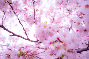 東京の桜