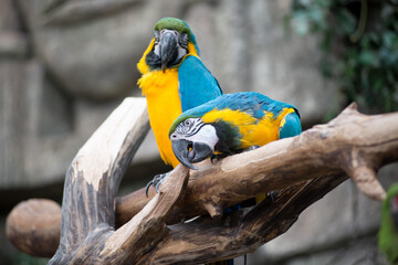 Pair of big parrot Macaw sitting on the branch. Ara, wildlife and rainforest exotic tropical birds.