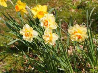 Narcissus X hybridus | Fleurs de narcisses à inflorescence double et bicolore au coeur à couronne segmentée de rouge orangé entre des pétales jaune or au sommet de tiges linéaires vert moyen