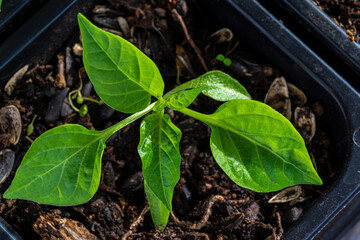 capsicum seedlings grow in a pot with soil to favorable conditions in open ground