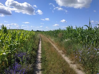 Fototapeta na wymiar Field road in a green summer cornfield