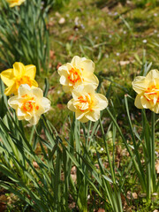 (Narcissus X hybridus) Narcisses à fleurs doubles 'Tahiti', hybride horticole aux couleurs lumineuses jaune or, coeur vermillon sur tiges linéaires vert moyen