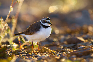 Little ringed plover (Charadrius dubius) standing on rocks inside of a river, during an evening with beautiful sunset light.