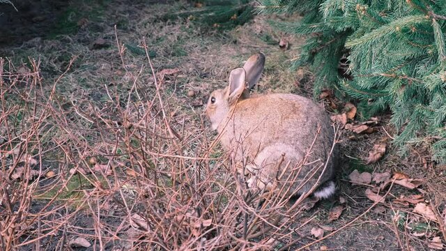 Wildlife, wild animals, natural habitat. A big fluffy hare sits under a spruce in the park on a spring cloudy day, 4k, real time