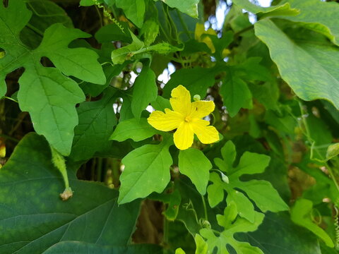 Flor of Vasconcellea quercifolia is a species of shrub or tree in the family Caricaceae. Amazon, Brazil