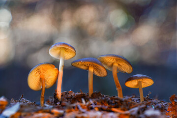Sprucecone cap, Strobilurus esculentus, wild edible mushroom
