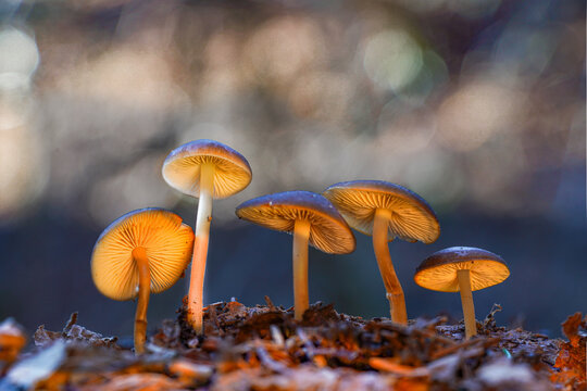 Sprucecone cap, Strobilurus esculentus, wild edible mushroom