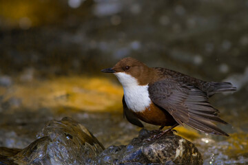 White-throated Dipper (Cinclus cinclus)..