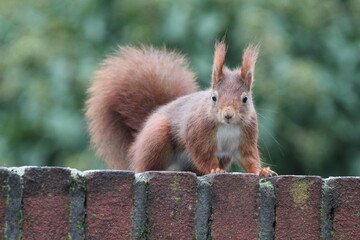 squirrel in the city