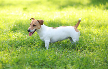 Close up Jack Russell Terrier dog on a grass in sunny summer day