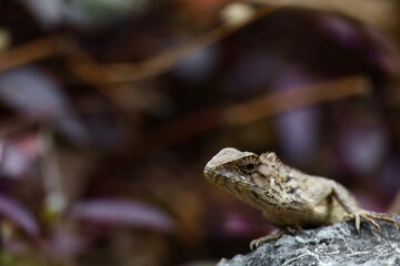 Lizard in the rock nature garden park