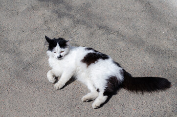 Street cat. The yard, stray cat is walking. Abandoned pet. A wandering animal. Spotted cat.