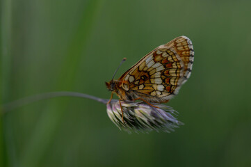 Boloria dia, Weaver's Fritillary butterly close up in nature