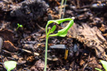 a weak tomato sprout with a seed shell on the leaves from poor watering and insufficient lighting