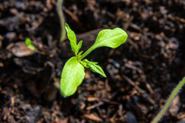 Tomato seedlings in plastic trays with potting soil. Plants formed a second true leaf