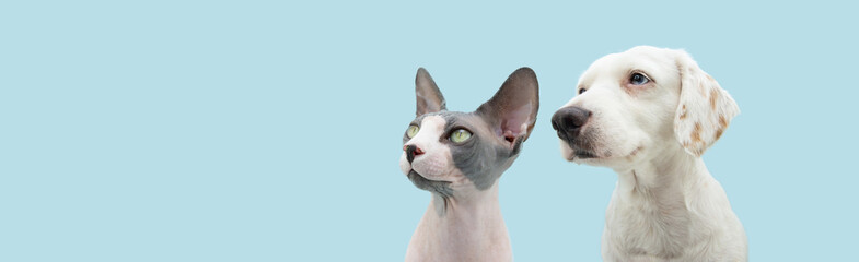 Banner cute pets, dog and cat looking away with serious and attentive expression. Isolated on blue...