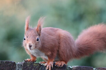 red squirrel on the wall