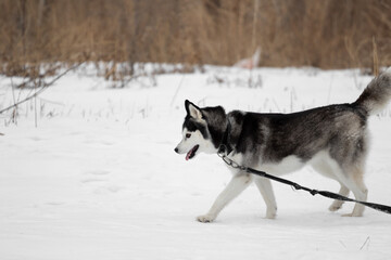 Fototapeta na wymiar A Siberian husky dog walks in nature on a leash in the snow in winter. Walking pets in the cold season out of town. Dry grass and bare branches in the background. High quality photo