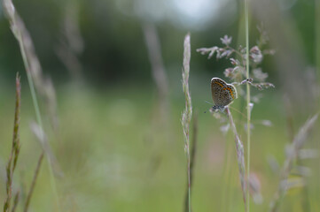 Brown argus butterfly on a plant .