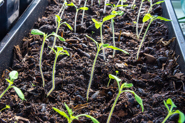 Tomato seedlings grow indoors with heating and additional lighting.
