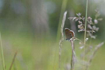 Brown argus butterfly on a plant .