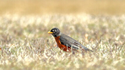 American Robin
