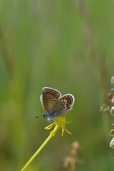 Brown argus butterfly on a plant .