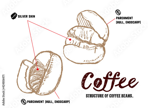 コーヒー豆の構造の説明イラスト パーチメントとシルバースキンの図解 Wall Mural Aonori