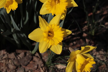 Fototapeta premium yellow daffodils (narcissus) in spring