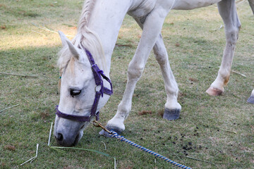 White horse standing on a green field