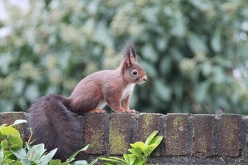 Squirrel with a fluffy tail