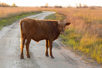 young calf standing on the road lit by the setting sun