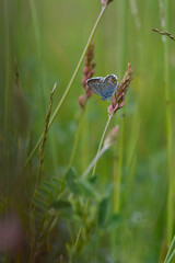 Common blue butterfly on a pink flower closed wings