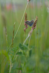 Common blue butterfly on a pink flower closed wings