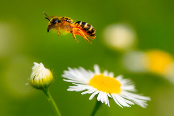 leaf cutter bee on a flower