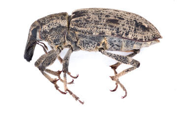 Sugar beet weevil (Asproparthenis punctiventris formerly Bothynoderes punctiventris). It is an...