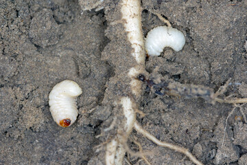 Larva of Sugarbeet weevil (Asproparthenis punctiventris formerly Bothynoderes punctiventris). It is...