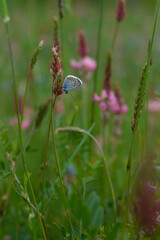 Common blue butterfly on a flower closed wings