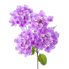 lilac Lantana Camara flower is isolated on white background, close up