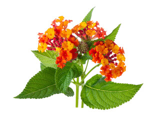 orange Lantana Camara flower is isolated on white background, close up