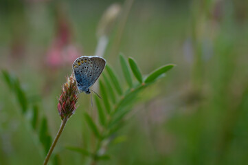 Common blue butterfly on a flower closed wings